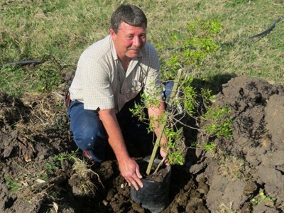 Suid-Kaap-jagters plant bome